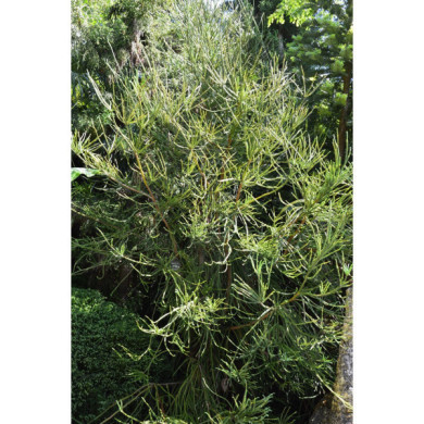 Cryptomeria japonica 'Araucarioides'