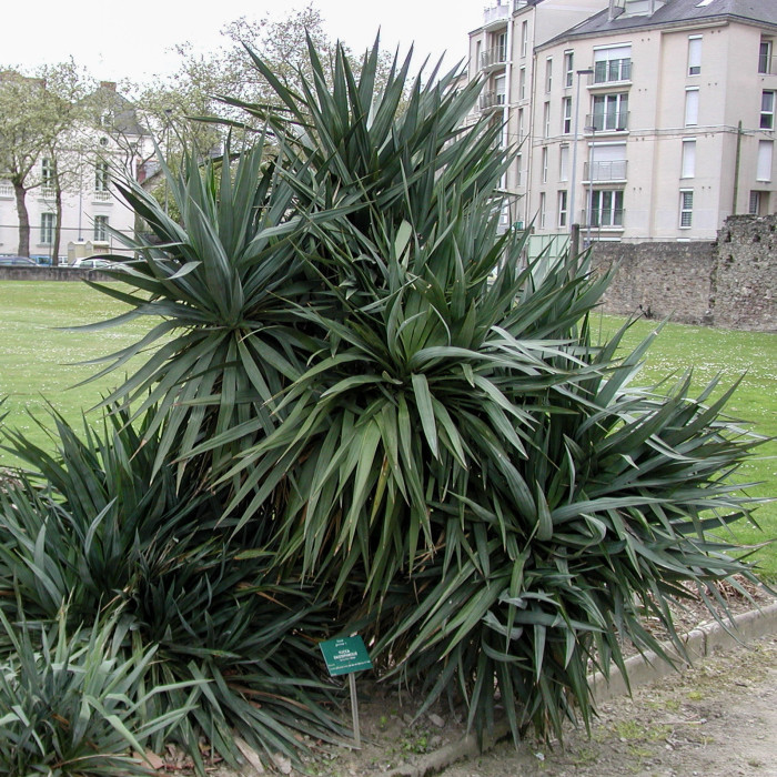 Yucca gloriosa