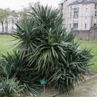 Yucca gloriosa