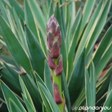 Yucca gloriosa