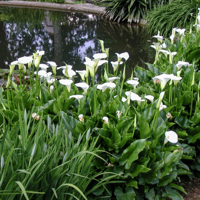 Zantedeschia aethiopica 'Crowborough'