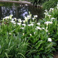 Zantedeschia aethiopica 'Crowborough'