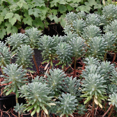 Euphorbia characias
