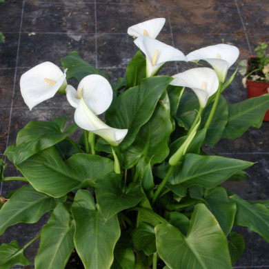 Zantedeschia aethiopica 'Crowborough'