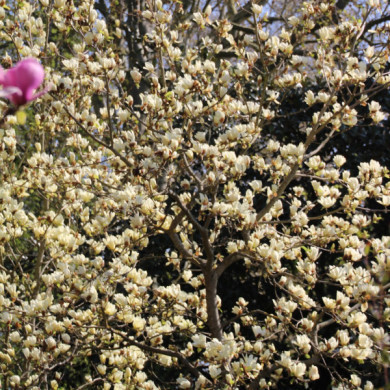 Magnolia x brooklynensis 'Yellow bird'
