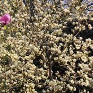 Magnolia x brooklynensis 'Yellow bird'