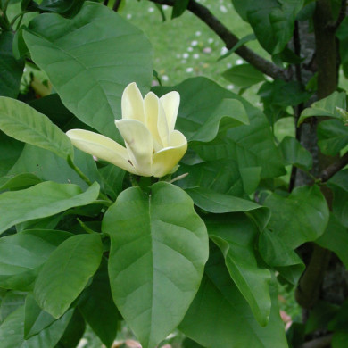 Magnolia x brooklynensis 'Yellow bird'