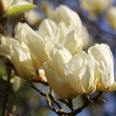 Magnolia x brooklynensis 'Yellow bird'