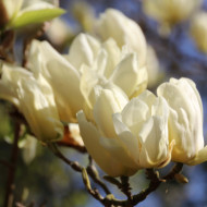 Magnolia x brooklynensis 'Yellow bird'