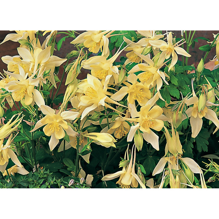 Aquilegia 'Spring Magic Yellow'