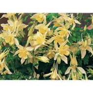 Aquilegia 'Spring Magic Yellow'