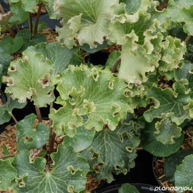 Farfugium japonicum 'Wavy Gravy'
