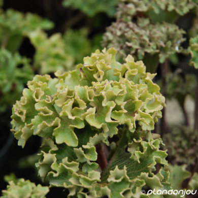 Farfugium japonicum 'Wavy Gravy'