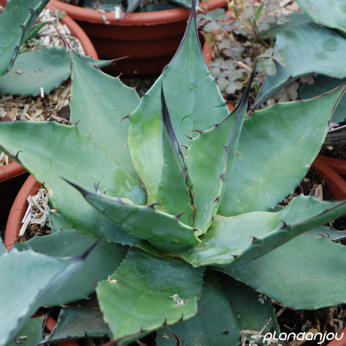 Agave havardiana