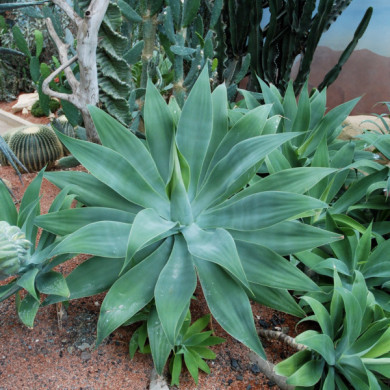 Agave attenuata