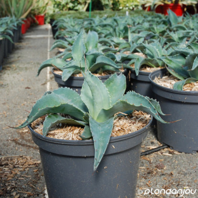 Agave ovatifolia