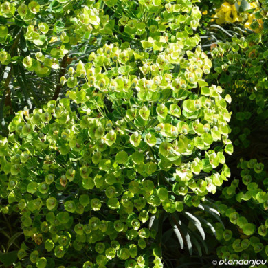 Euphorbia characias supsp. Wulfenii