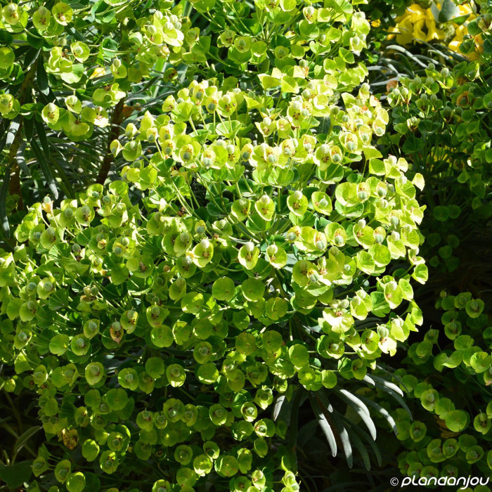 Euphorbia characias supsp. Wulfenii