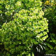 Euphorbia characias supsp. Wulfenii