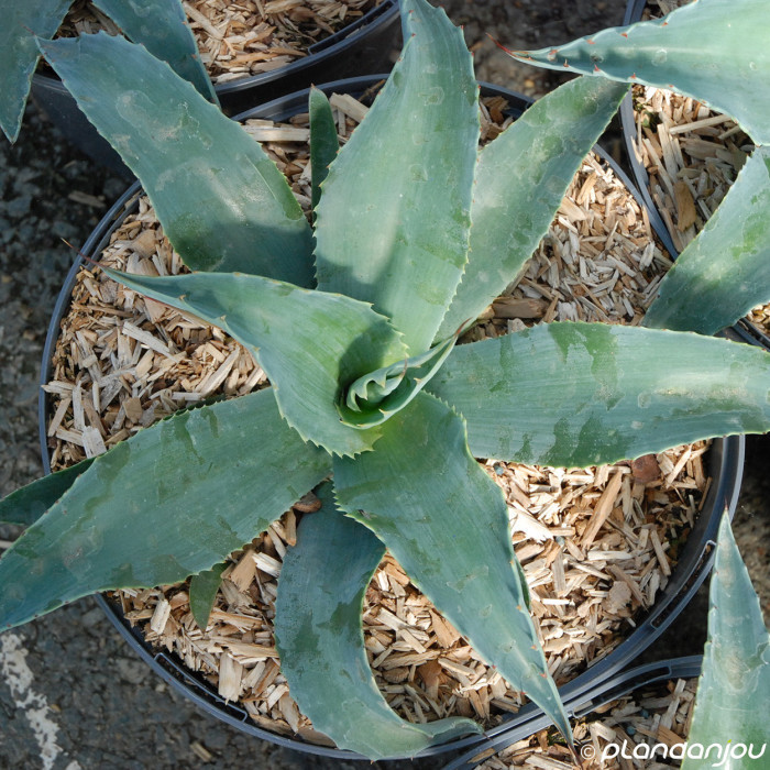 Agave ovatifolia