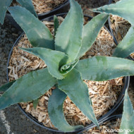 Agave ovatifolia