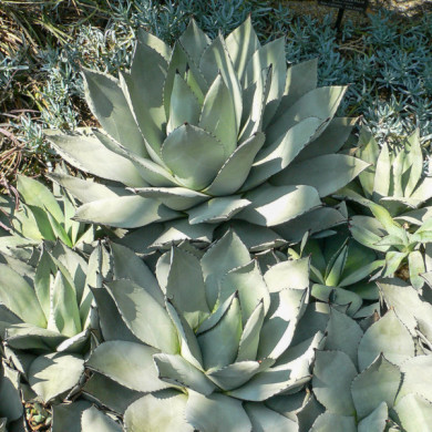 Agave parryi