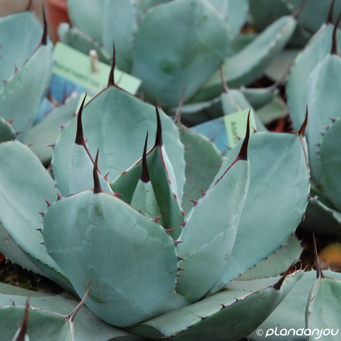 Agave parryi
