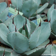Agave parryi