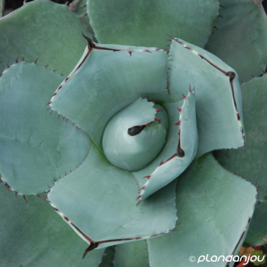 Agave parryi
