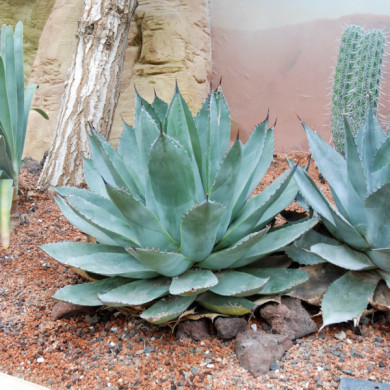 Agave parassana