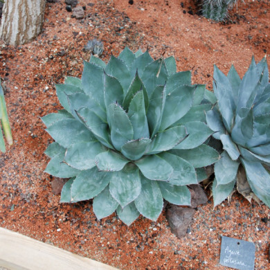 Agave parassana