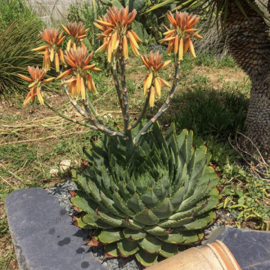 Aloe polyphylla
