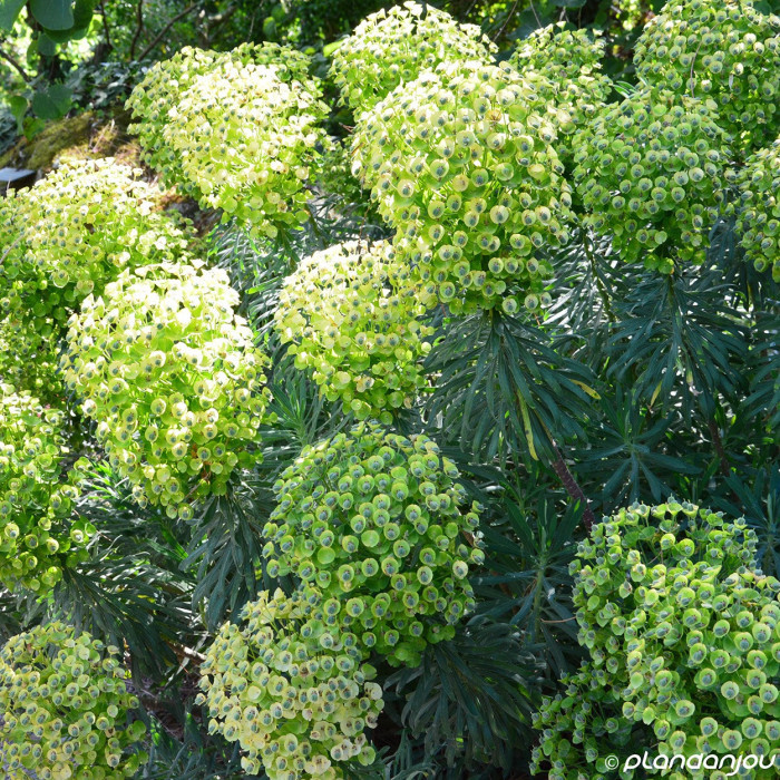 Euphorbia characias supsp. Wulfenii