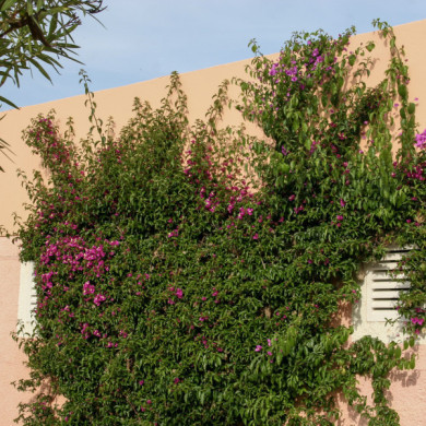 Bougainvillea