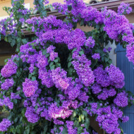 Bougainvillea 'Violet de Meze'