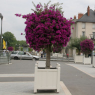 Bougainvillea 'Violet de Meze'