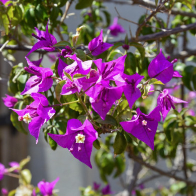Bougainvillea 'Violet de Meze'