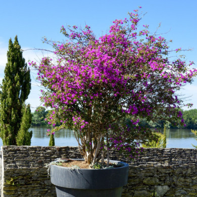 Bougainvillea 'Violet de Meze'