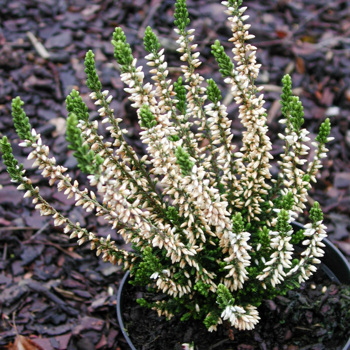 Calluna vulgaris Alicia