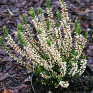 Calluna vulgaris Alicia