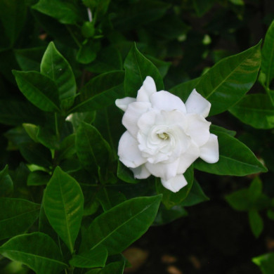 Gardenia jasminoides