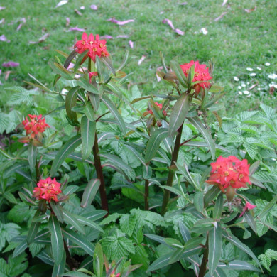 Euphorbia griffithii 'Fireglow'