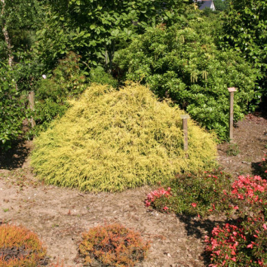 Chamaecyparis pisifera 'Filifera Aurea'
