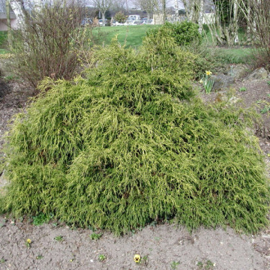 Chamaecyparis pisifera 'Filifera Aurea'