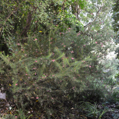 Grevillea rosmarinifolia