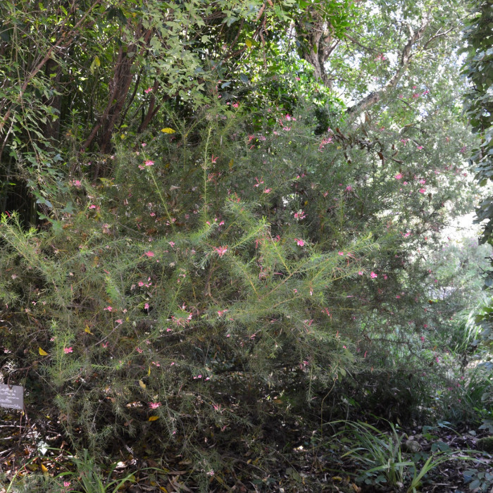 Grevillea rosmarinifolia