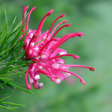 Grevillea rosmarinifolia