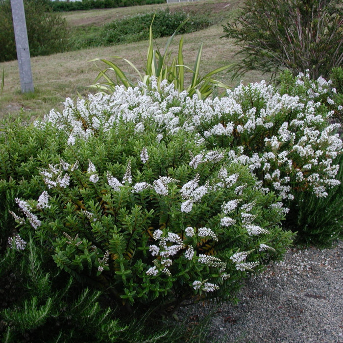 Hebe brachysiphon