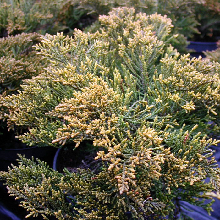 Hebe ochracea