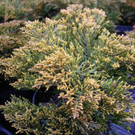 Hebe ochracea
